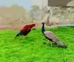 مستند حیات وحش؛ پر خروس گرفت به طاووس پرپر شدن