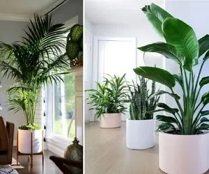 گیاهان مدرن لاکچری کننده ی خانه / لوکس ترین دکور رو با اینا بساز حتی اگه خونت ساده اس