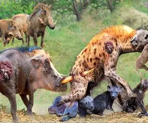 شاهکار حیات وحش؛ گراز وحشی کفتار سفاکی که بچه شو تناول کرد درید داد ببر بخوره