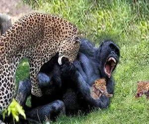 بدایع حیات وحش؛ پلنگ ددمنش گوریل سفاکی که توله شو قاپید رو جرواجر کرد