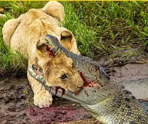 از جذابیت‌های حیات وحش؛ شیر و تمساح سر خوردن بوفالو دعوا دارن آخر شیر میشه غذای تمساح