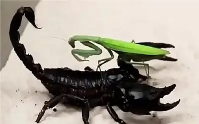 نبرد حیات وحش/نیش زهری عقرب سیاه مانتیس بزرگ از پا در آورد/هیبت به اون بزرگی سقوط کرد