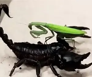 نبرد حیات وحش/نیش زهری عقرب سیاه مانتیس بزرگ از پا در آورد/هیبت به اون بزرگی سقوط کرد