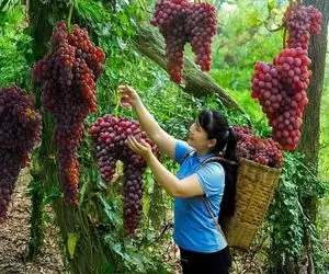 کشاورزی نوین؛ انگور پرورش دادن خوشه ای ۲کیلو وزنشونه چیدنی مثه نوزاد باید بغلشون کرد