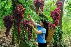 کشاورزی نوین؛ انگور پرورش دادن خوشه ای ۲کیلو وزنشونه چیدنی مثه نوزاد باید بغلشون کرد