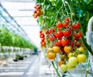 کشاورزی نوین؛ به روش گلخونه ای چند هزار تن گوجه گیلاسی کاشتن عین لوستر آویزون شده