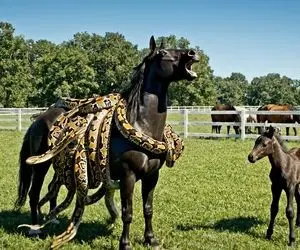 حیات وحش مصنوعی؛ اسب برای نجات مادرش از انبوه مارهای پیچیده دور شکمش کمک اورد