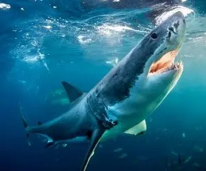 افراد بد اقبالی که طعمه کوسه های گرسنه شدند