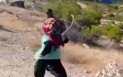 آواز محلی؛ مینی چوپون دیده بودین؟ این دختربچه کوچولو اندازه بره اس ولی چوپونی میکنه