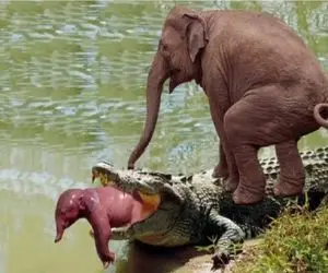 بر مدار وحش؛ کروکودیل بچه فیل رو از خرطوم کشید تو شکمش قلمبه شد