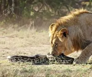 مستند حیات وحش؛ پیتونی که زیر دندان شیر پاره شد اما هنوز می خزید