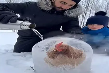 معماری طبیعت؛ مرغ تو برف یخ زده مرده بود آب جوش ریختن روش قُد قٌُدش گرفت
