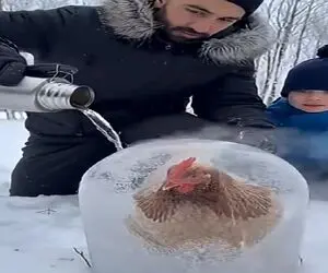 معماری طبیعت؛ مرغ تو برف یخ زده مرده بود آب جوش ریختن روش قُد قٌُدش گرفت