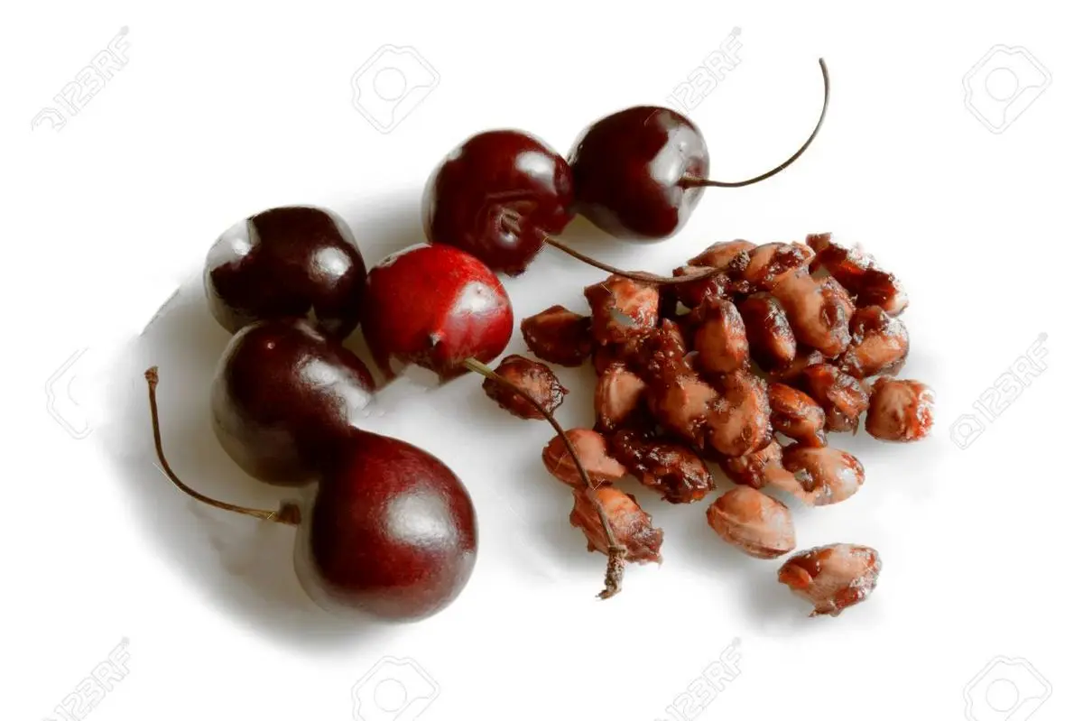 Planting-cherry-tree-1