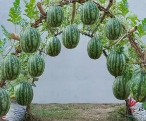 ایده‌های دیوانه وار؛ یه گونی خاک بذار گوشه حیاط آخر تابستون هندونه شیرین بخور