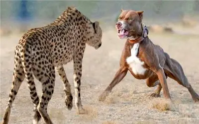 جنگ حیات وحش؛ پیتبول در مقابل پلنگ