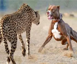 جنگ حیات وحش؛ پیتبول در مقابل پلنگ