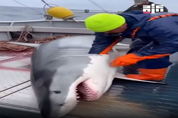 معماری طبیعت؛ شکم کوسه رو سفره کردن یه عالمه ماهی بالا آوورد