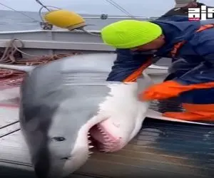 معماری طبیعت؛ شکم کوسه رو سفره کردن یه عالمه ماهی بالا آوورد