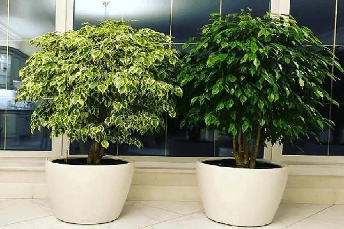 فیکوس بنجامین