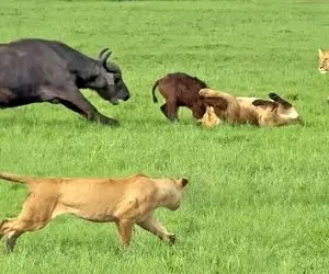 مستند حیات وحش؛ تقابل دو مادر بوفالو و شیر برای سعادت بچه هاشون