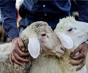 قیمت دام زنده امروز ۲۰ فروردین ۱۴۰۴/ گوساله زنده در پایتخت چند؟ + جدول