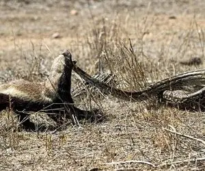 مستند حیات وحش؛ گورکن و مار پیتون دو دشمن بالفطره