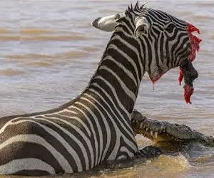 مستند حیات وحش؛ تمساح قصی القلب پوزه خر راه راه پاره کرد