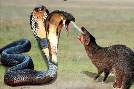 مستند حیات‌وحش ؛ مارِ کبری دمِ شکار رقص پا میره