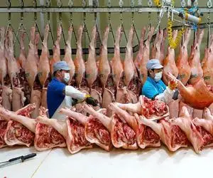 فرآوری خوک؛ خوک لجن صورتی قلمبه بعد کارواش از کوره آتیش رد شد واسه کالباس شدن