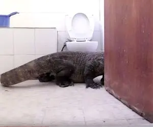 از جذابیت های حیات وحش؛ کومودوی جلاد رفته خونه آقاهه بروبر توالت فرنگی رو نگاه میکنه