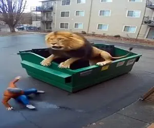 معماری طبیعت؛ شیر راه گم کرده اومده تو شهر زنه با دیدنش سکته رو رد کرد