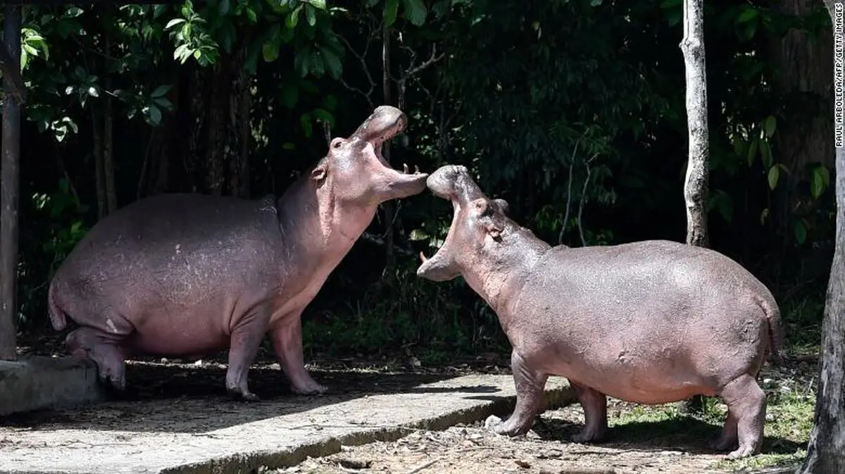 210118063143-03-pablo-escobar-hippos-exlarge-169