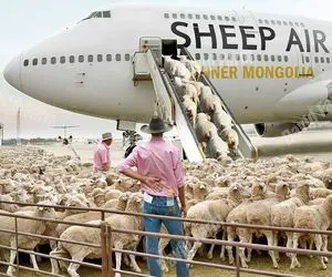 جابه‌جایی‌های جانکاه؛ گوسفندارو با جت شخصی از چراگاه میبرن کارخونه تا قصابی بشن