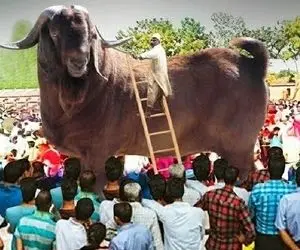 حیوانات غول جثه؛ بزهایی که از گاو هم بزرگ تر هستن و نردبان می گذارند تا سوارشون بشن