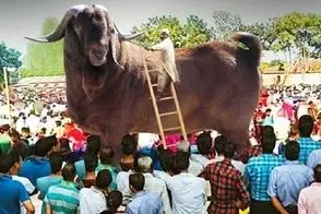 حیوانات غول جثه؛ بزهایی که از گاو هم بزرگ تر هستن و نردبان می گذارند تا سوارشون بشن