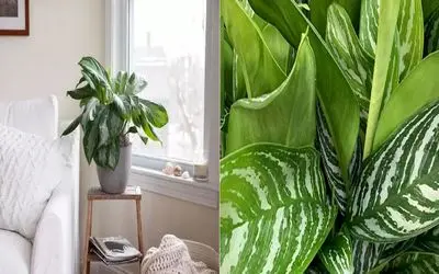 چجوری به گیاه بی توقع  آگلونماتو مثل موشک رشد بدی؟/ راز سبز شدن سریع آگلونما 