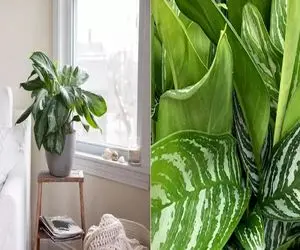 چجوری به گیاه بی توقع  آگلونماتو مثل موشک رشد بدی؟/ راز سبز شدن سریع آگلونما 