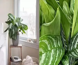 چجوری به گیاه بی توقع  آگلونماتو مثل موشک رشد بدی؟/ راز سبز شدن سریع آگلونما 