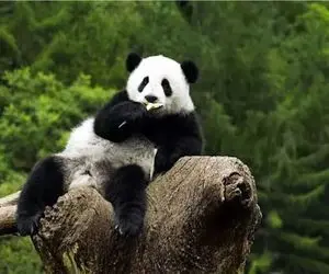 بامزه های حیات وحش/ ویدیویی بامزه از چرخ فلک بازی کردن پاندای تپل