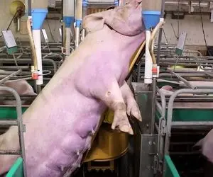 فرآوری خوک؛ با اره آتیشی و مشعل خوک رو برش می زنن تا ازش سوسیس صورتی تولید کنن