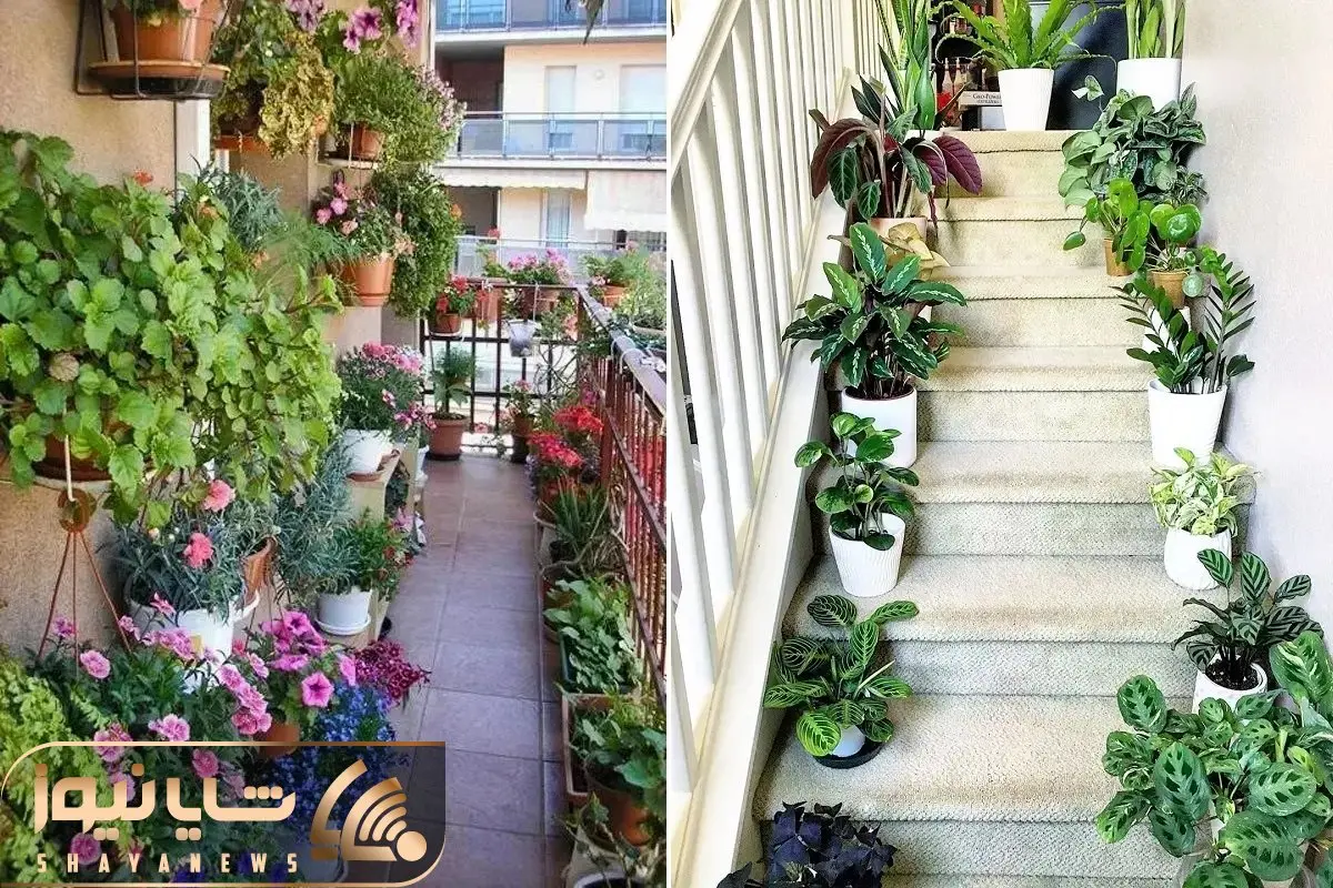 گیاهان آپارتمانی با دوام در راه پله، تراس و پارکینگی که نور خیلی کمی دارن؛ همیشه سبز