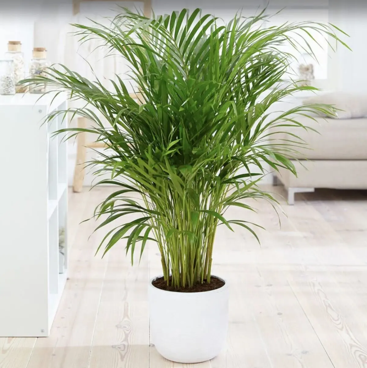lux-plants3