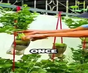 کشاورزی نوین؛ یه سری تغییرات تو بطری های نوشابه دادن توشون سبزی کاشتن بهتر از باغچه