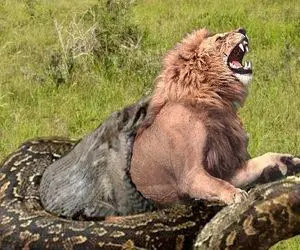 حیوانات غول پیکر؛ پیتون مکنده شبیه جاروبرقی شیر هورت کشید تو خوش سر شیر جا نشد