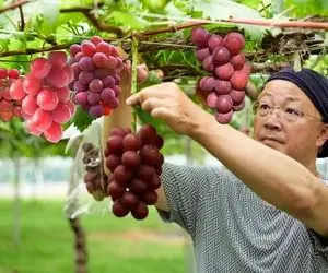 محصولات کشاوزی غول پیکر؛ انگور پرورش دادن عظیم هر حبه اش اندازه یه سیب