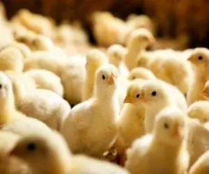 جوجه ریزی مرداد ماه به 150 میلیون قطعه رسید / قیمت مرغ اصلاح می شود؟