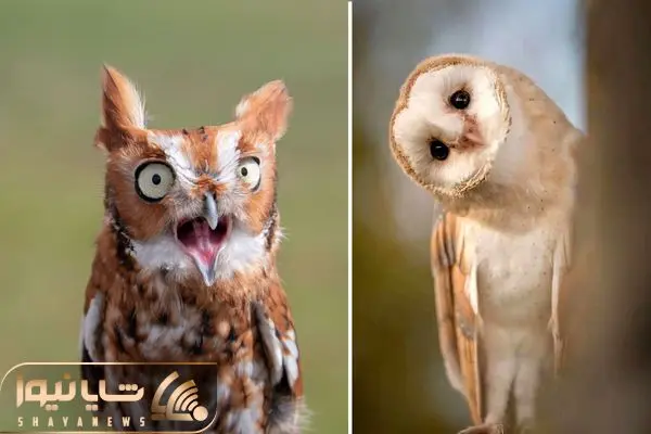مستند حیات وحش؛ جغدها یه کارایی میکنن باورت نمیشه انقدر ملوس و خوردنی