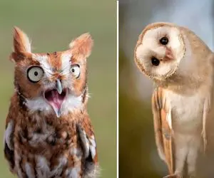 مستند حیات وحش؛ جغدها یه کارایی میکنن باورت نمیشه انقدر ملوس و خوردنی