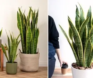 نگهداری سانسوریا بلند / مراقبت کن زود گهل میکنن مدلای تکثیر واسه زیاد داشتنش هم گفتم